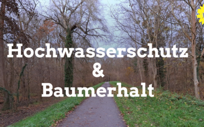 Hochwasserschutz und Baumerhalt: Gutachten zu Sanierung macht Hoffnung